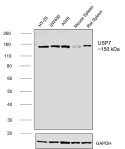 Invitrogen USP7 Recombinant Rabbit Monoclonal Antibody (3J7G1) 100 &mu;L;