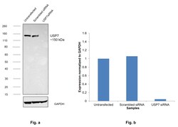 Invitrogen USP7 Recombinant Rabbit Monoclonal Antibody (3J7G1) 100 &mu;L;