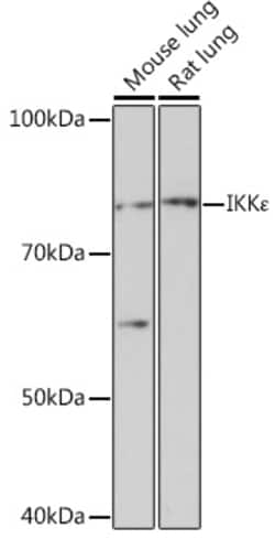 Invitrogen IKK epsilon Recombinant Rabbit Monoclonal Antibody (5N4J8) 100