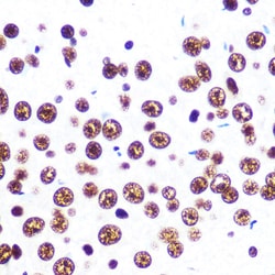 Invitrogen SFPQ Recombinant Rabbit Monoclonal Antibody (8Y5S6) 100 &mu;L;