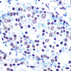 Invitrogen SFPQ Recombinant Rabbit Monoclonal Antibody (8Y5S6) 100 &mu;L;