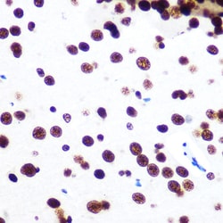 Invitrogen SFPQ Recombinant Rabbit Monoclonal Antibody (8Y5S6) 100 &mu;L;