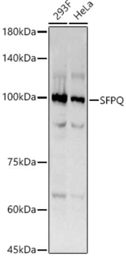 Invitrogen SFPQ Recombinant Rabbit Monoclonal Antibody (8Y5S6) 100 &mu;L;