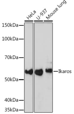Invitrogen IKAROS Recombinant Rabbit Monoclonal Antibody (4S10I3) 100 &mu;L;