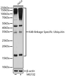 Invitrogen Ub-K48 Recombinant Rabbit Monoclonal Antibody (5Y8J0) 100 &mu;L;