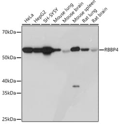 Invitrogen RbAp48 Recombinant Rabbit Monoclonal Antibody (0D1X1) 100 μL;