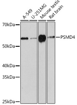 Invitrogen PSMD4 Recombinant Rabbit Monoclonal Antibody (5G1X6) 100 &mu;L;