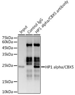Invitrogen HP1 alpha Recombinant Rabbit Monoclonal Antibody (8C3M6) 100