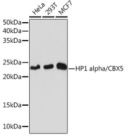 Invitrogen HP1 alpha Recombinant Rabbit Monoclonal Antibody (8C3M6) 100