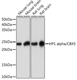 Invitrogen HP1 alpha Recombinant Rabbit Monoclonal Antibody (8C3M6) 100