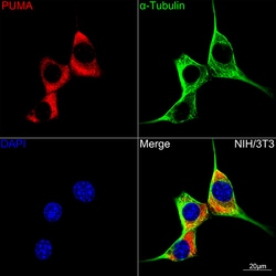 Invitrogen PUMA alpha Recombinant Rabbit Monoclonal Antibody (9C5W5) 100