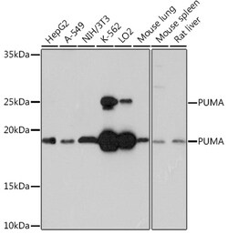 Invitrogen PUMA alpha Recombinant Rabbit Monoclonal Antibody (9C5W5) 100