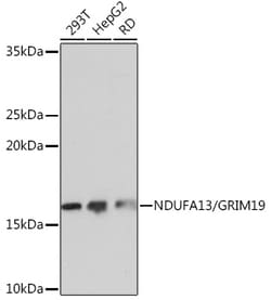 Invitrogen NDUFA13 Recombinant Rabbit Monoclonal Antibody (7D1Z6) 100 &mu;L;