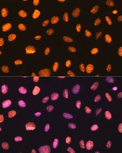 Invitrogen NONO Recombinant Rabbit Monoclonal Antibody (0V0N8) 100 &mu;L;