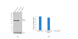 Invitrogen NONO Recombinant Rabbit Monoclonal Antibody (0V0N8) 100 &mu;L;