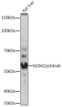 Invitrogen NONO Recombinant Rabbit Monoclonal Antibody (0V0N8) 100 &mu;L;