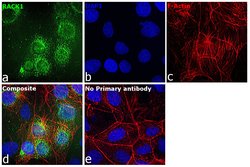 Invitrogen RACK1 Recombinant Rabbit Monoclonal Antibody (7B6J4) 100 &mu;L;