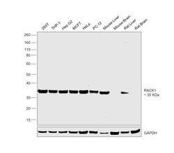 Invitrogen RACK1 Recombinant Rabbit Monoclonal Antibody (7B6J4) 100 &mu;L;