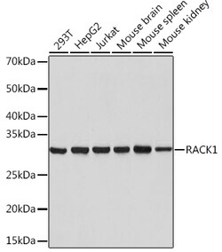 Invitrogen RACK1 Recombinant Rabbit Monoclonal Antibody (7B6J4) 100 &mu;L;