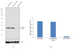 Invitrogen AKR1C3 Recombinant Rabbit Monoclonal Antibody (7T10F5) 100 &mu;L;