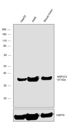 Invitrogen AKR1C3 Recombinant Rabbit Monoclonal Antibody (7T10F5) 100 &mu;L;