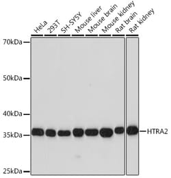 Invitrogen HTRA2 Recombinant Rabbit Monoclonal Antibody (4H8C4) 100 &mu;L;
