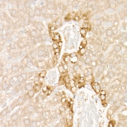 Invitrogen FGF21 Recombinant Rabbit Monoclonal Antibody (5K8E4) 100 &mu;L;