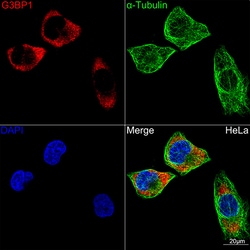 Invitrogen G3BP1 Recombinant Rabbit Monoclonal Antibody (5A4T0) 100 &mu;L;