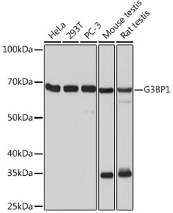 Invitrogen G3BP1 Recombinant Rabbit Monoclonal Antibody (5A4T0) 100 &mu;L;