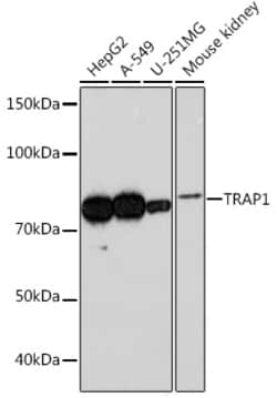 Invitrogen TRAP1 Recombinant Rabbit Monoclonal Antibody (1L8C1) 100 &mu;L;