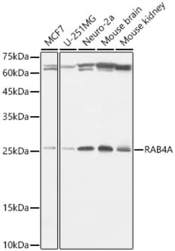 Invitrogen Rab4 Recombinant Rabbit Monoclonal Antibody (8I5K1) 100 &mu;L;