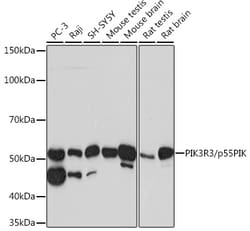 PI3K p55 gamma Recombinant Rabbit Monoclonal Antibody (2I10M9):Antibodies,