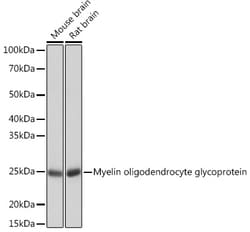 Invitrogen MOG Recombinant Rabbit Monoclonal Antibody (7G8C4) 100 &mu;L | Buy Online | Invitrogen&trade; | Fisher Scientific