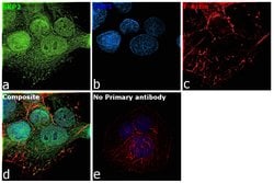 Invitrogen SKP2 Recombinant Rabbit Monoclonal Antibody (2L0K1) 100 &mu;L;