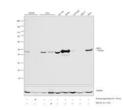 Invitrogen SKP2 Recombinant Rabbit Monoclonal Antibody (2L0K1) 100 &mu;L;