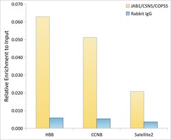Invitrogen JAB1 Recombinant Rabbit Monoclonal Antibody (3X5F0) 100 &mu;L | Buy Online | Invitrogen&trade; | Fisher Scientific