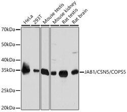 Invitrogen JAB1 Recombinant Rabbit Monoclonal Antibody (3X5F0) 100 &mu;L | Buy Online | Invitrogen&trade; | Fisher Scientific