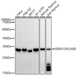 SRSF1 Recombinant Rabbit Monoclonal Antibody (3J5Q9):Antibodies, Recombinant