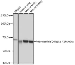 Invitrogen MAOA Recombinant Rabbit Monoclonal Antibody (9U8P8) 100 &mu;L;