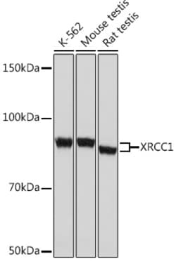Invitrogen XRCC1 Recombinant Rabbit Monoclonal Antibody (2X1U4) 100 &mu;L;