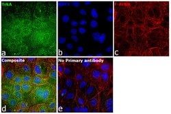 Invitrogen TrkA Recombinant Rabbit Monoclonal Antibody (9F4Y9) 100 &mu;L;