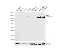 Invitrogen TrkA Recombinant Rabbit Monoclonal Antibody (9F4Y9) 100 &mu;L;