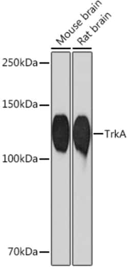Invitrogen TrkA Recombinant Rabbit Monoclonal Antibody (9F4Y9) 100 &mu;L;