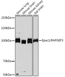 Invitrogen RAPGEF3 Recombinant Rabbit Monoclonal Antibody (5A7K7) 100 &mu;L;