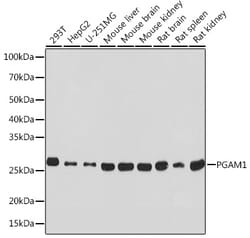 Invitrogen PGAM1 Recombinant Rabbit Monoclonal Antibody (7V9H9) 100 &mu;L;