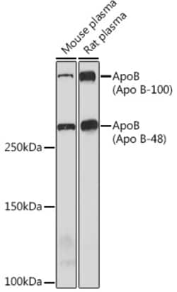Invitrogen Apolipoprotein B Recombinant Rabbit Monoclonal Antibody (2T5X0) 100 &mu;L | Buy Online | Invitrogen&trade; | Fisher Scientific
