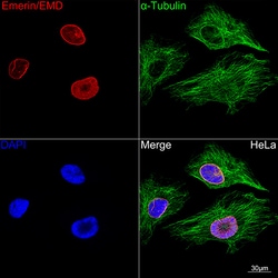 Invitrogen Emerin Recombinant Rabbit Monoclonal Antibody (10Y5K9) 100 &mu;L;