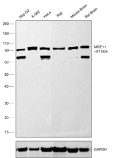 MRE11 Recombinant Rabbit Monoclonal Antibody (8Q2B3):Antibodies, Recombinant
