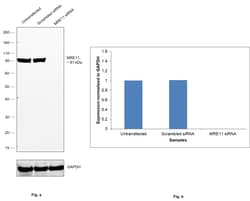 MRE11 Recombinant Rabbit Monoclonal Antibody (8Q2B3):Antibodies, Recombinant