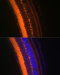 Invitrogen VAMP2 Recombinant Rabbit Monoclonal Antibody (8X9D9) 100 &mu;L;